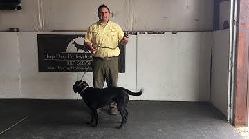 "In Front" command part 3 & finishing steps (public access) @TopDogTx