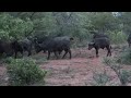 Buffels in Makutsi Safari Springs