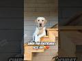 My Handsome Boyвќ пёЏ Dailyvlog Labrador Pets Minivlog Dog Cutedog My Handsome Boyвќ пёЏ Dailyvlog Labrador Pets Minivlog Dog Cutedog