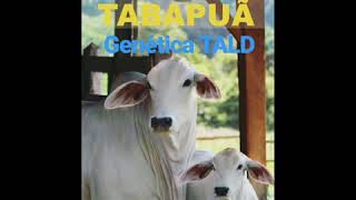 Tabapuã Genética Tald Resimi