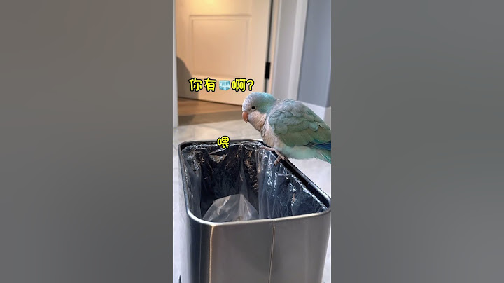 当我假装嫌弃我家鸟😂😂😂#小鸟互动 #搞笑 #pets #birds #parrot #animals #cute #funny #治愈#shorts