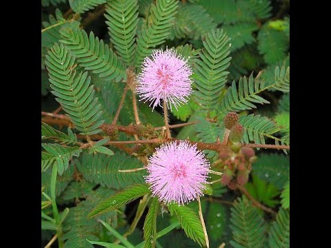 ভিডিও: টাচ-মি-নট কোর