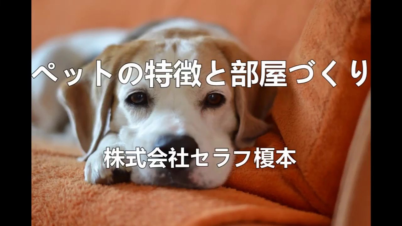 ペットの特徴と部屋づくり ペットリフォーム 愛犬家住宅 千葉県 Youtube ペットの特徴と部屋づくり ペットリフォーム 愛犬家住宅 千葉県 Youtube