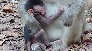 Adorable Baby Monkey Fall Asleep During Breas Milk Baby Monkey