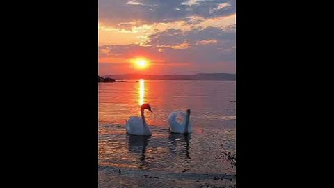 سورة الفيل بصوت الشيخ فارس عباد 🌼🖤