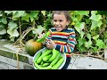 Halloween pumpkin and cucumber production