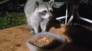 Nice Small Raccoon