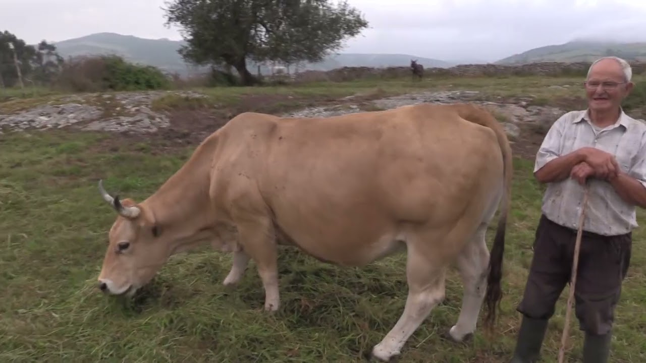 Ganaderos en su hábitat | Asturianas en Pimiango 12.09.2026