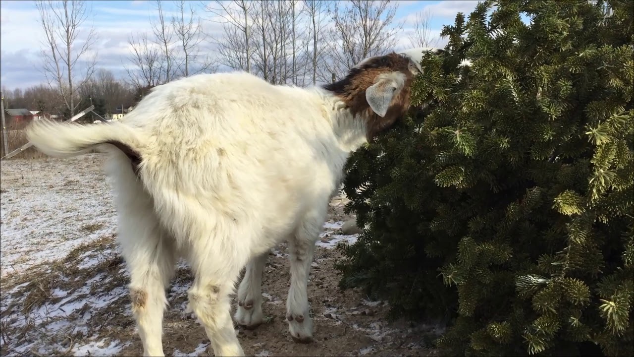 Goat Farming, The BEST Way to Dispose of your Christmas Tree! - YouTube