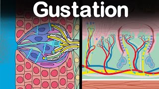 Gustation Physiology: The Sense of Taste.