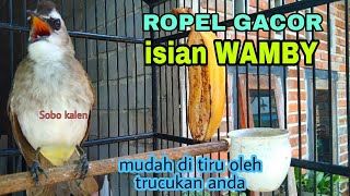 Trucukan gacor ropel isian Wamby whamei terbukti mudah ditiru oleh trucuk lain