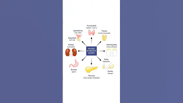 #endocrine_system #endocrinegland #anatomy #mbbsstudent #youtubeshorts #shorts #viral