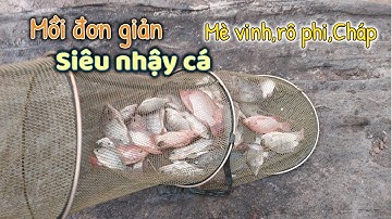 Bài mồi đơn giản siêu nhậy cá rô phi, mè vinh cả chép khủng - Nhật Ký Cần Thủ
