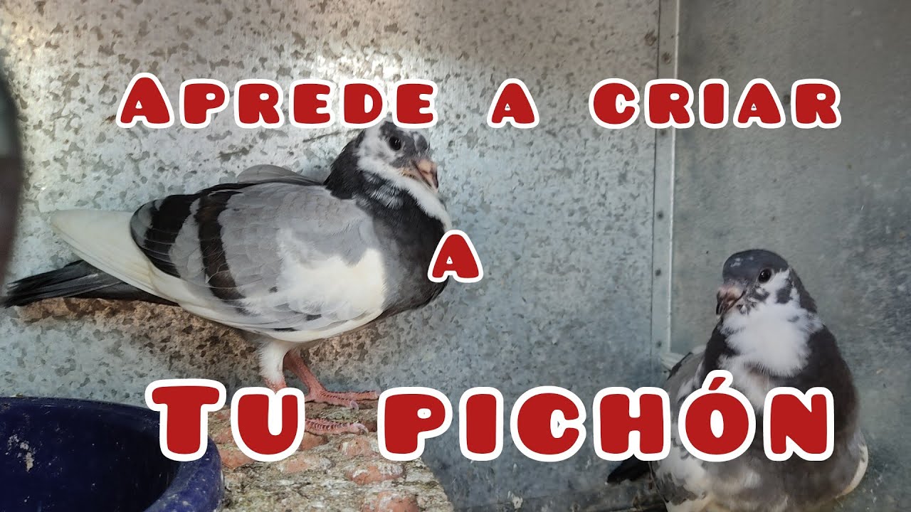 ¡ SI ERES PRINCIPIANTE EN LAS PALOMAS ! | APRENDE A SALVAR A TU PICHÓN Y PONLO EN PRÁCTICA.