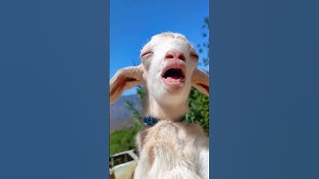 A Sniper Was Discovered On The Tower 🗼 #codm #alcatraz #sniper #discovered #codmloadout