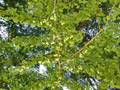 Female ginkgo tree 3