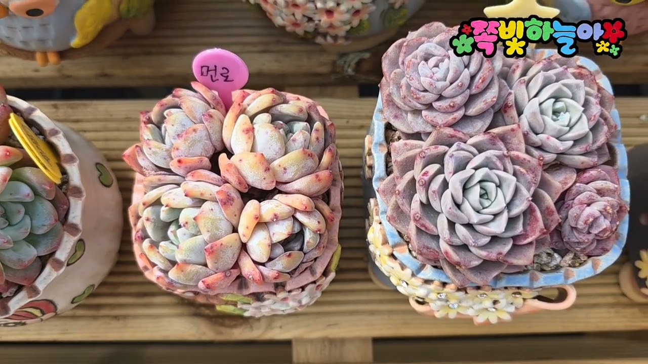 2026.2.27 정읍 개인하우스~~~ 짱짱짱!!!