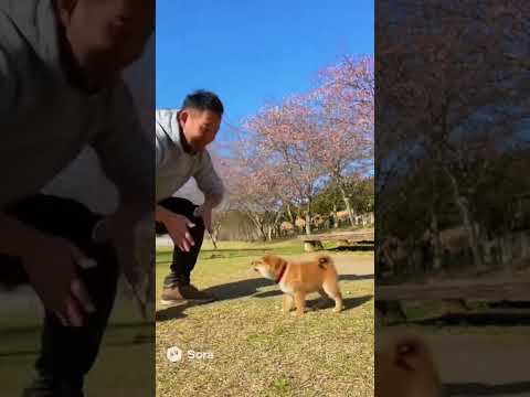 子犬と子猫とおじさん