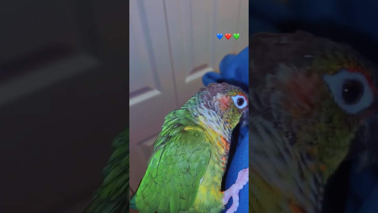 When Kiwi chooses me as his safe place 💚🦜#birds #parrot #pets #video #shortvideo