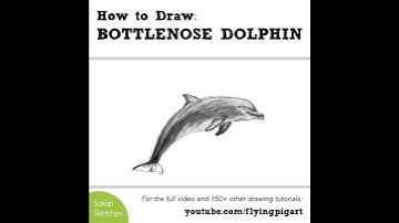 How to Draw a Realistic BOTTLENOSE DOLPHIN (Step by Step!) #shorts