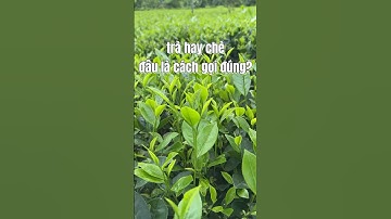 trà hay chè: đâu là cách gọi đúng?