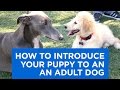 Introducing a Puppy to the Pack Introducing a Puppy to the Pack