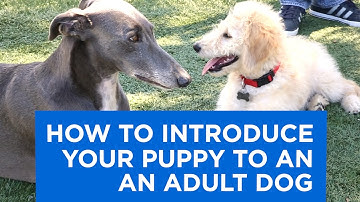 Introducing a Puppy to the Pack