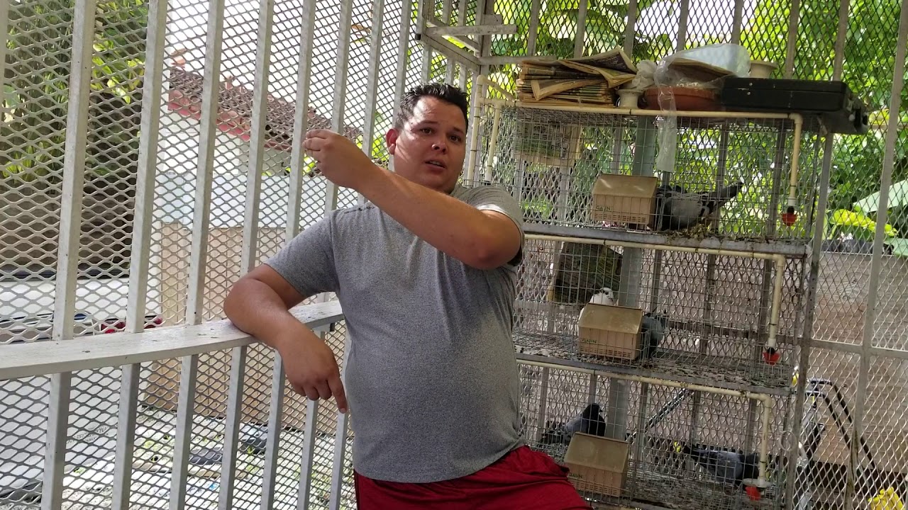 Misael vende palomas de calidad