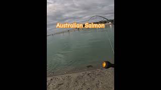 Australian Salmon 