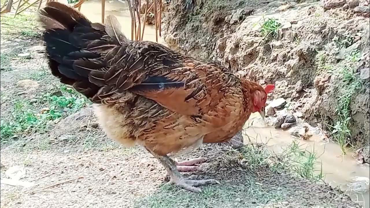 Bangladeshi chickens are eating grass🇧🇩🇧🇩🇧🇩🇧🇩 YouTube