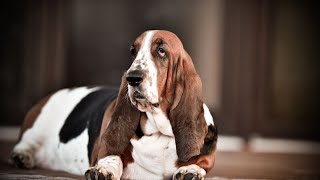 Basset Hounds in Field Trials: Unveiling Their Skills