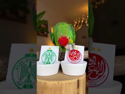 الببغاء العجيب يتنبأ بنتيجة ديربي الدار البيضاء بين الرجاء والوداد ديربي الدار البيضاء الرجاء