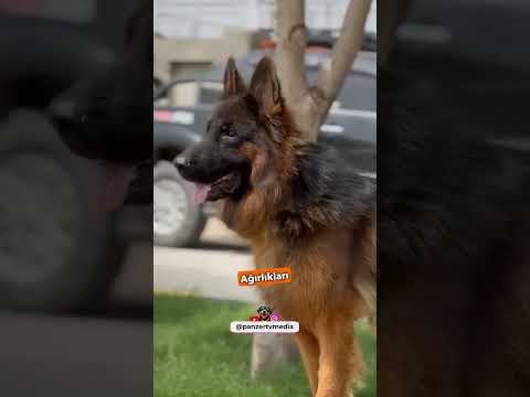 Alman Çoban Köpeği