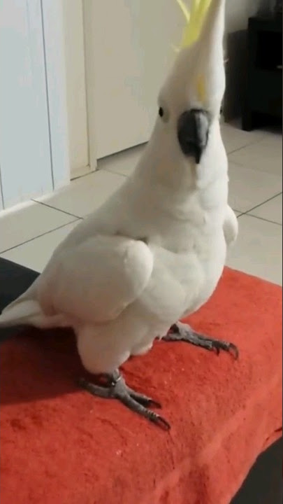 Download lagu FUNNY - Parrots Dance #shorts #funnyshorts #animals