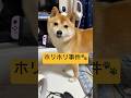 再犯の予感🙄#柴犬 #豆柴 #shibainu #犬 #犬のいる暮らし #shortsのサムネイル
