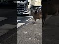 危ない危ない、横断歩道で、まえに出過ぎる鹿。　#shorts #奈良の鹿 #奈良公園 #narapark #deer