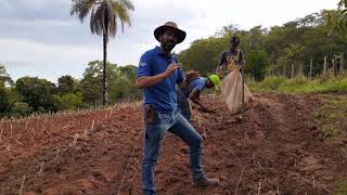 FABRICIO E O JEITO NOVO DE PLANTAR O CAPIAÇU