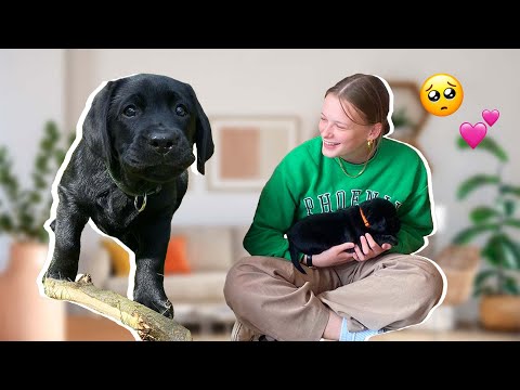 Video: Hvordan ved du, om din maltesiske hund er gravid?