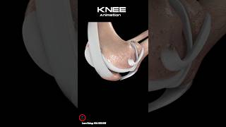 Knee 3D Animation - #shorts #video #anatomy