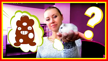 💩Воняют ли Джунгарские #хомяки ? Уход за животными