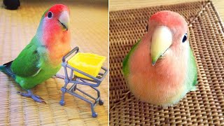 Baby Animals 🔴 Funny Parrots and Cute Birds Compilation (2021) Loros Adorables Recopilación #6
