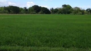 Yesterday Once More By Ray Conniff Singers 1973