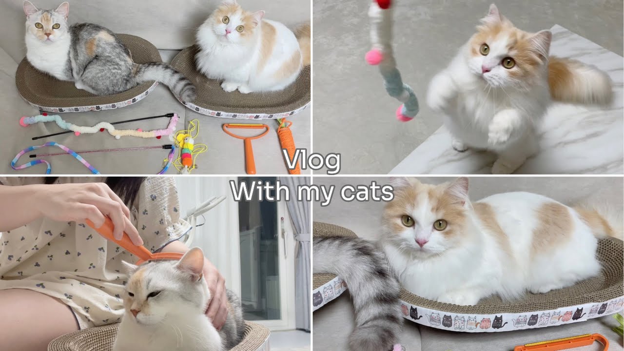 vlog What Toys Do Cats Like The Most L Relaxing Video YouTube vlog-what-toys-do-cats-like-the-most-l-relaxing-video-youtube