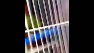 Screaming parrot (Earape)