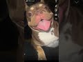 Like how can you not love Dulce Clementine 🥹 #viral #frenchbulldog #puppy #pets #viral