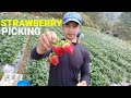 Strawberry Picking and Packaging Philippines