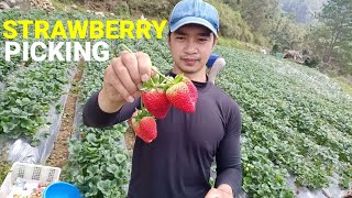 Strawberry Picking and Packaging Philippines