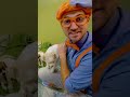 Blippi Holds a Puppy in the Animal Shelter! | Blippi Shorts | #shorts #blippi #animals