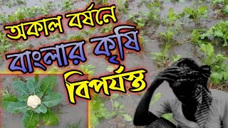 অকাল বর্ষনে বাংলার কৃষি বিপর্যস্ত