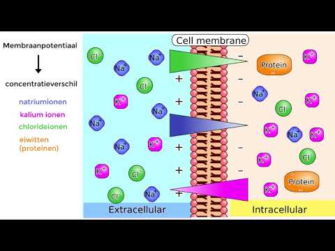 Video: Wat is die binneste membraan?